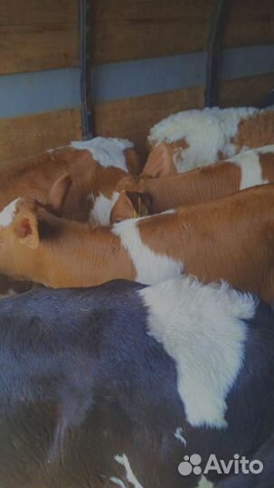 Бычки и телята