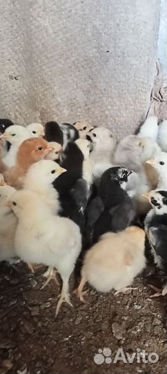 Цыплята