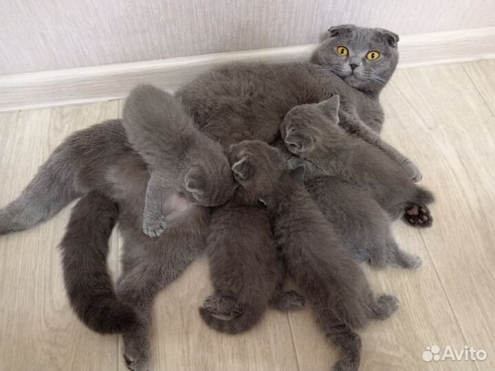 Британские котята