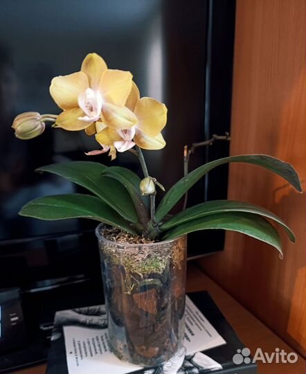 Орхидея фаленопсис а-ля Лас Вегас