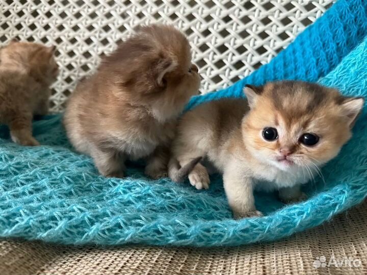 Кот, золотая шиншилла