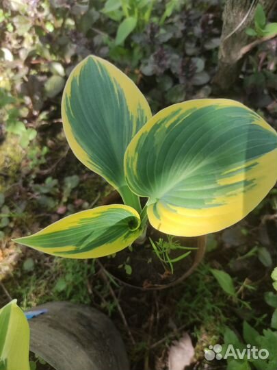 Хосты сортовые