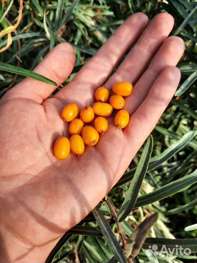 Облепиха ягоды
