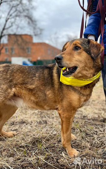 Добряк Кит ищет самых лучших родителей