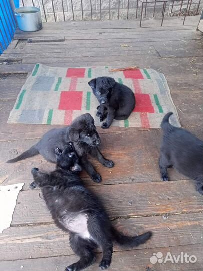 Продам щенков