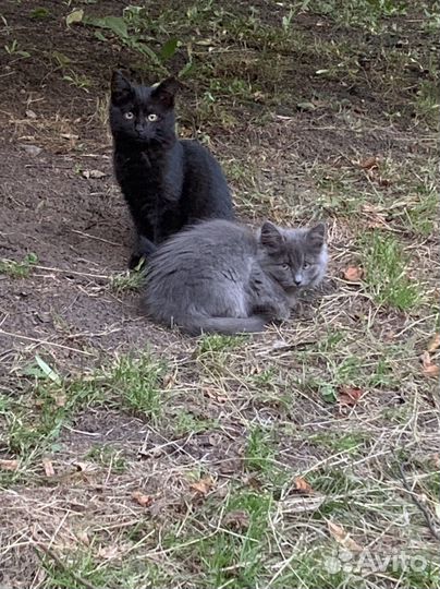 Котики бесплатно в добрые руки