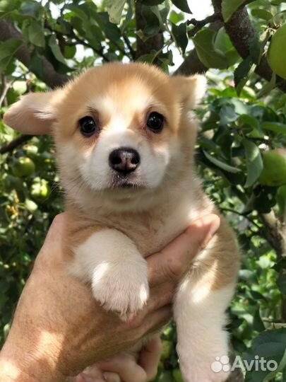 Вельш-корги пемброк