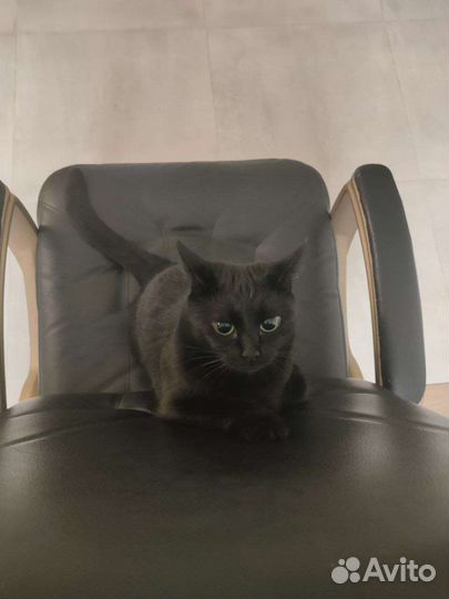 Потерялась кошка