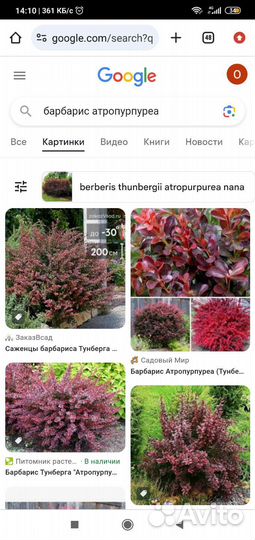 Барбарисы пурпурнолистные