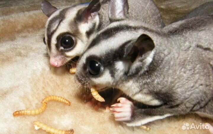 Белка летяга