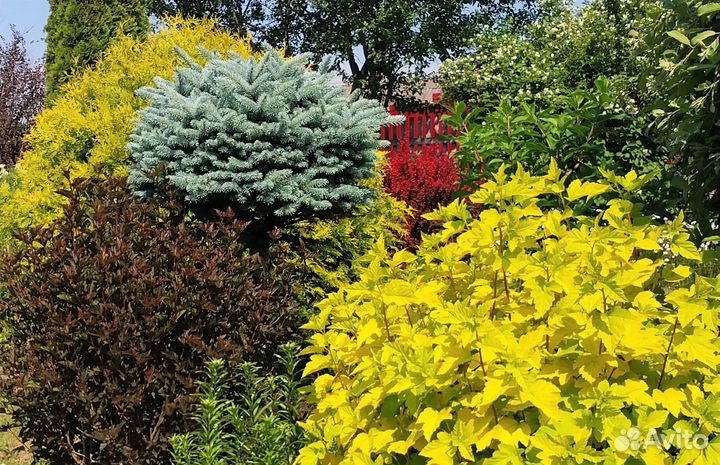 Декоративные кустарники для сада