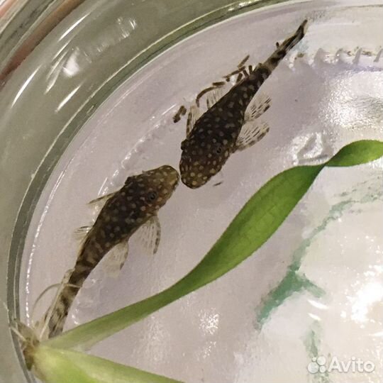 Сомики Анциструсы