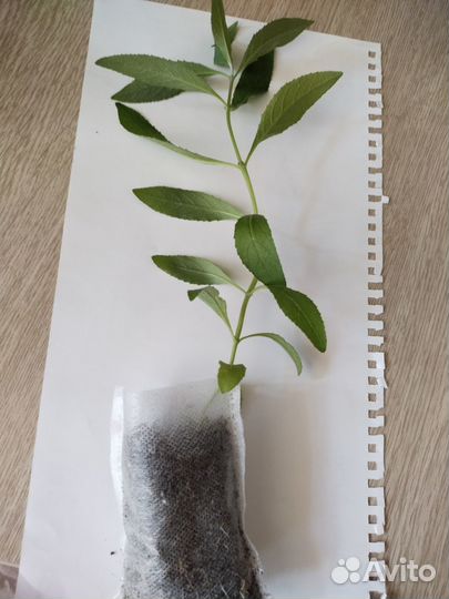 Будлея Давида