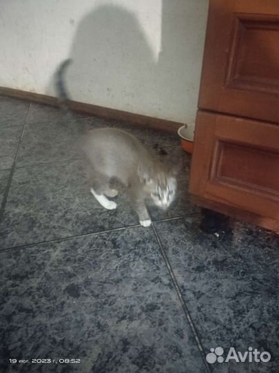 Котята европейской бурмы