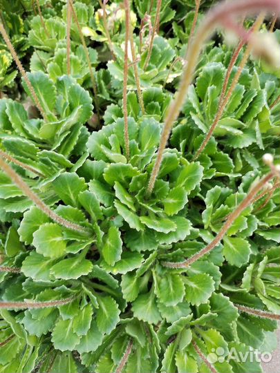 Камнеломка