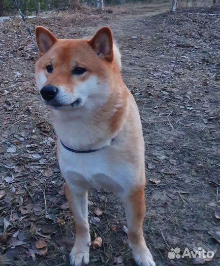 Вязка сиба ину