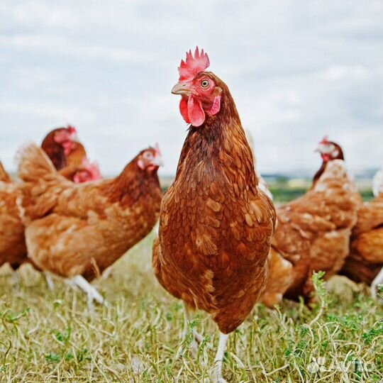 Несушка хайсекс (коричневая)