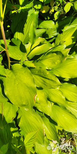 Хоста. Куст