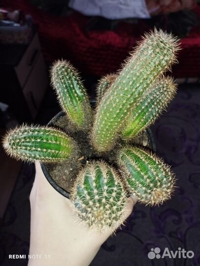 Кактусы