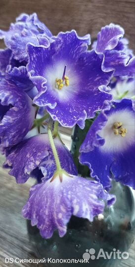 Дс-Сияющий Колокольчик -фиалка