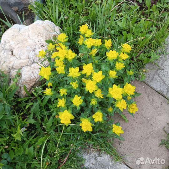 Многолетние цветы