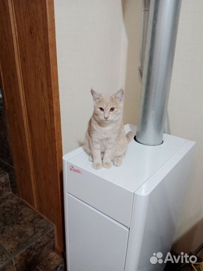 Кошечка 6 месяцев