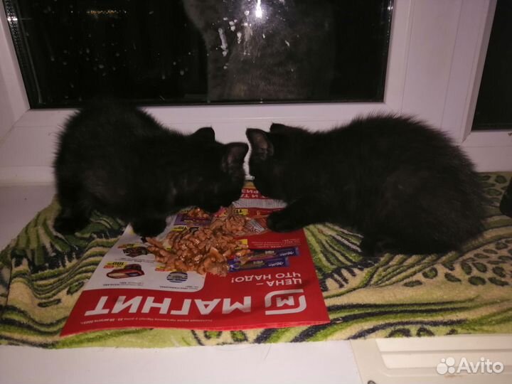 Кошки в добрые руки