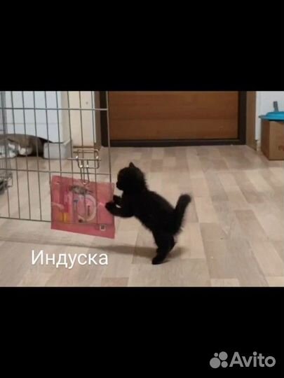 Котята 2 мес. в добрые руки