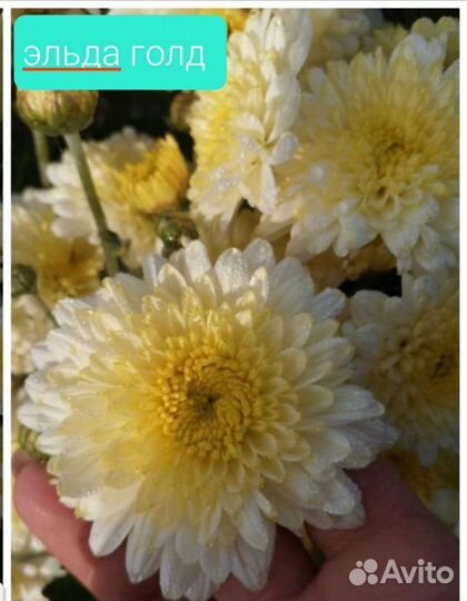 Хризантема корейская (многолетняя)