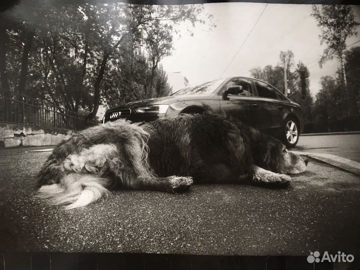 Ручной аналоговый отпечаток Алексея Зеленского