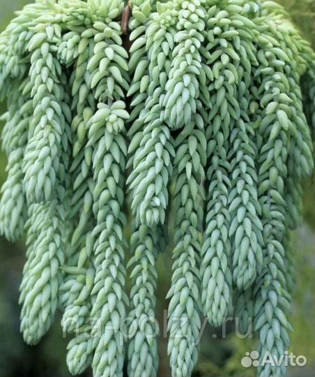 Суккуленты