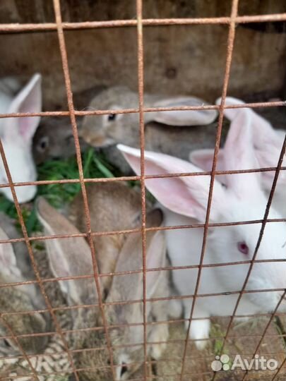 Продам кроликов