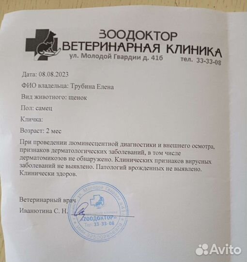 Щенки Мальтипу f1