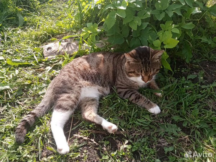 Отдам кота 5 лет