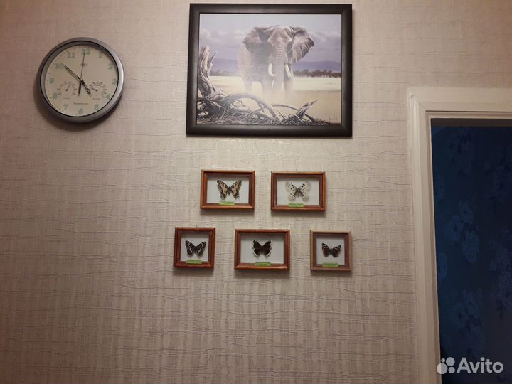 Бабочки в рамке