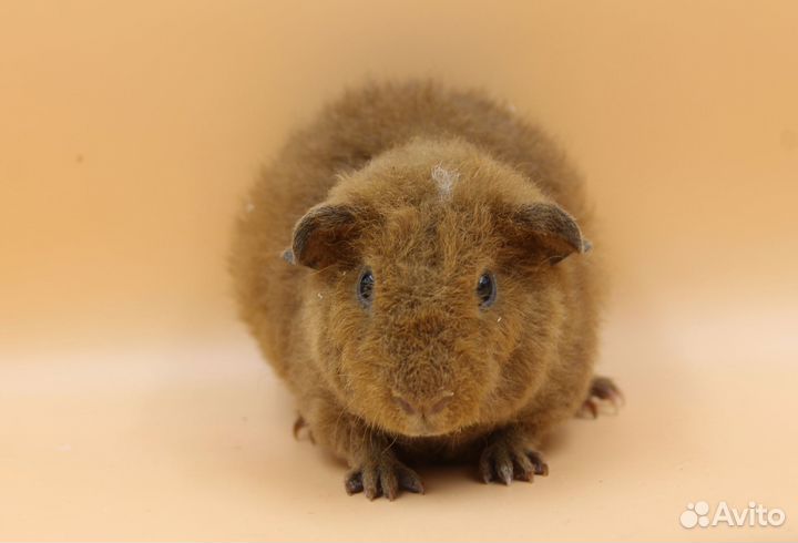 Морская свинка тедди малыши