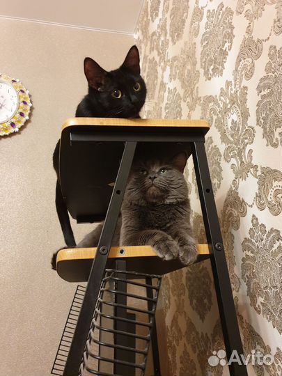 Британские котята