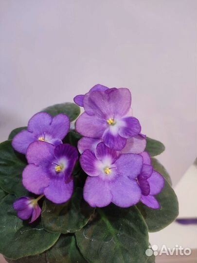 Продам фиалку