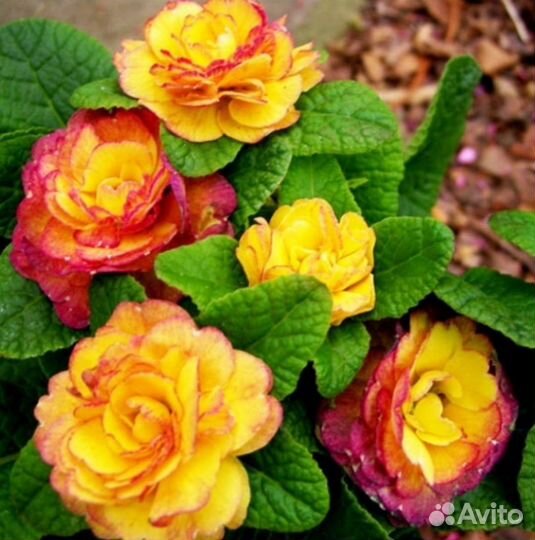 Примула беларина аконит флокс ромашка ирис