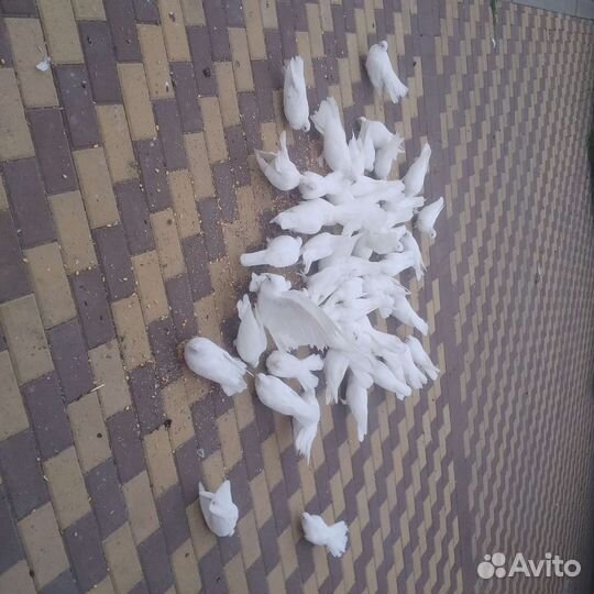 Голуби белые