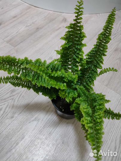 Папоротник