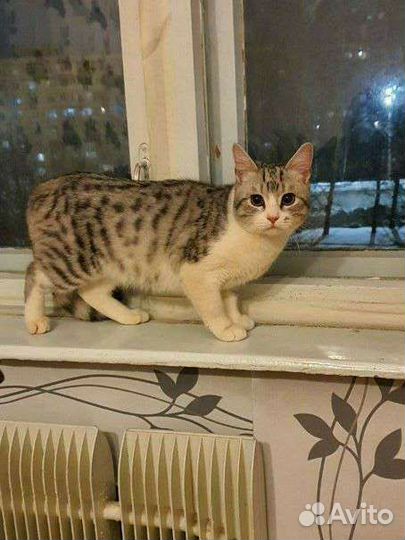 Котик в добрые руки