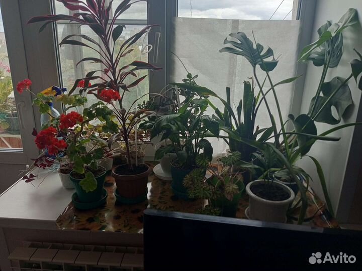 Комнатные цветы