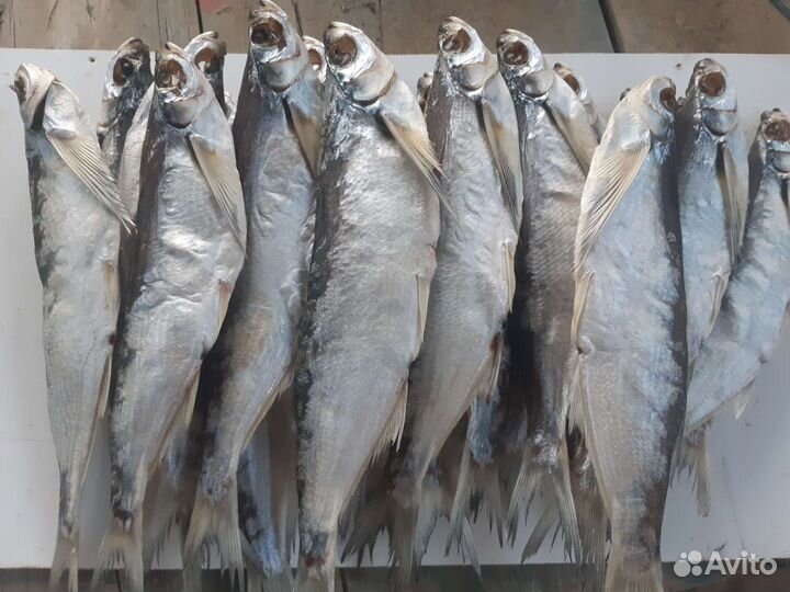 Вяленая Чехонь Сопа свежий посол.Лещ весенний