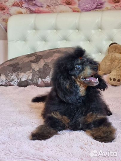 Карликовый той-пудель