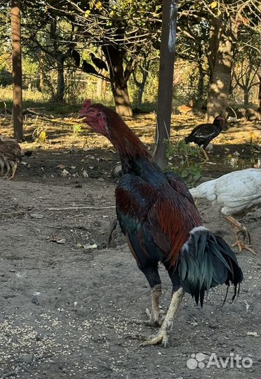 Бойцовый петух Турок