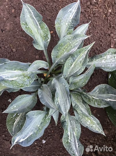 Хоста стриптиз