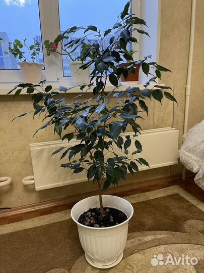 Комнатные растения цветы большие