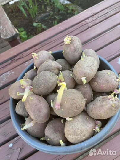 Семенной картофель