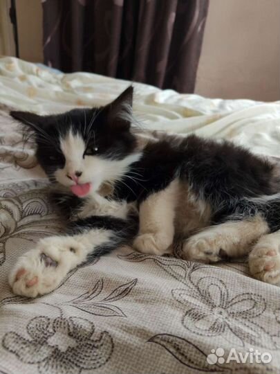 Котята в добрые руки бесплатно